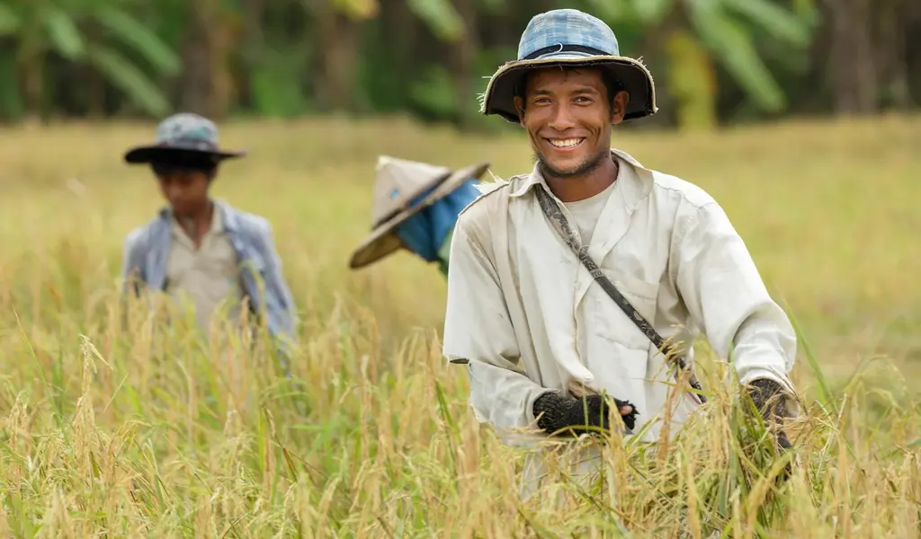 องค์กรข้าวไทยต้องการให้รัฐบาลจัดลำดับความสำคัญของข้าวสายพันธุ์ใหม่