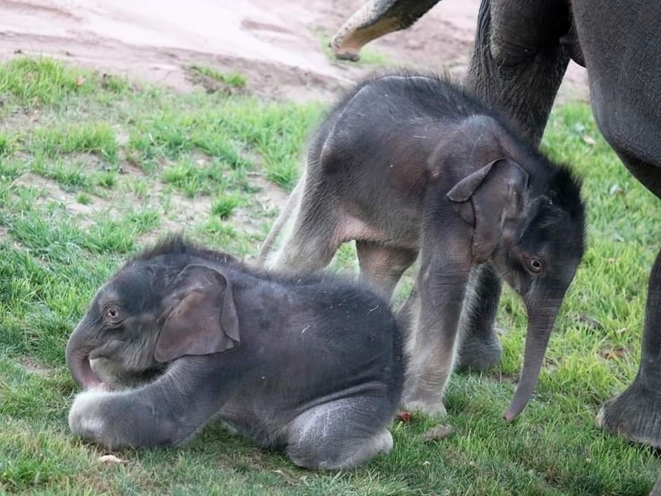 “พังจามจุรี” 36 คลอดลูกช้างแฝดเพศตรงข้ามคู่แรกของโลก