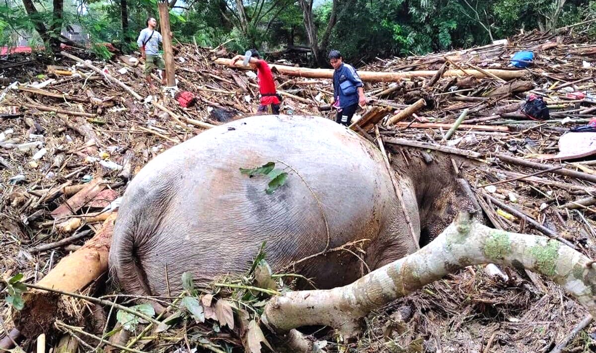 ช้างป่าตาย 2 ตัว จากน้ำท่วมหนักที่เชียงใหม่