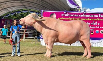 ควายเผือกตัวใหญ่ที่สุดในโลก ขึ้นเวทีประกวดควายงามเชียงราย